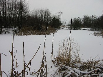 VinterJan2004PerleholmSkovsoe.jpg (33376 bytes)